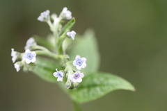 Cynoglossum zeylanicum